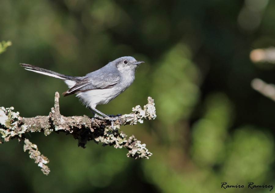 Masked Gnatcatcher - ML46428691