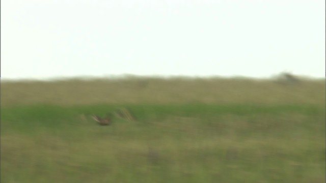 Short-eared Owl (Northern) - ML464287