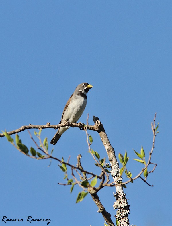 Double-collared Seedeater - Ramiro Ramirez