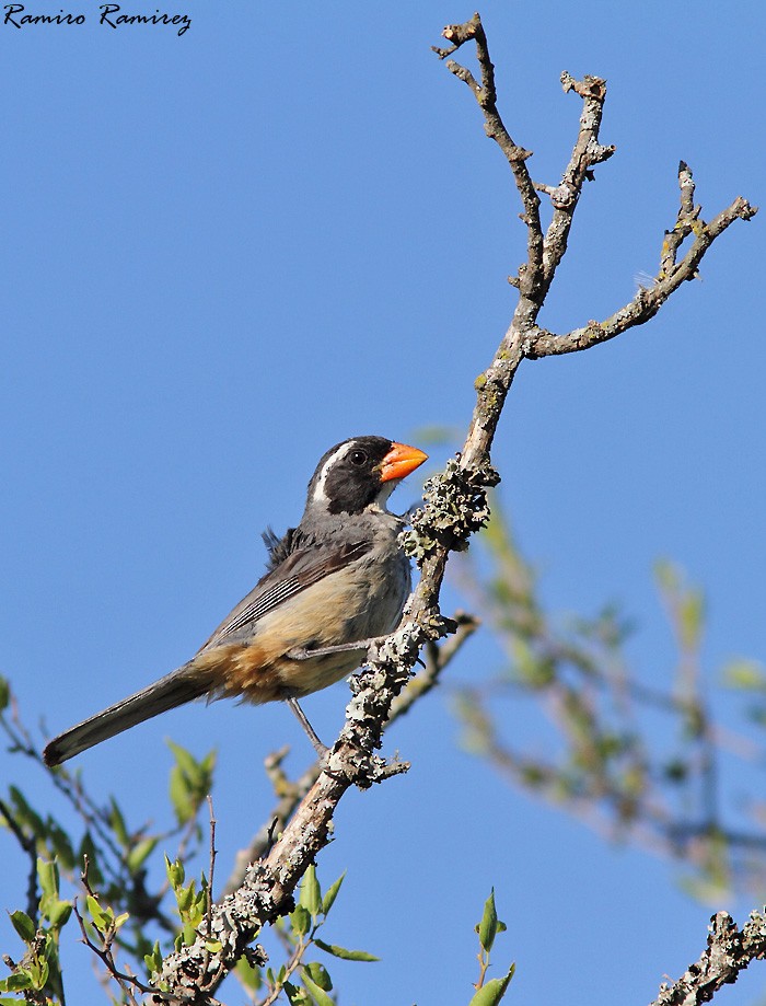 Golden-billed Saltator - Ramiro Ramirez