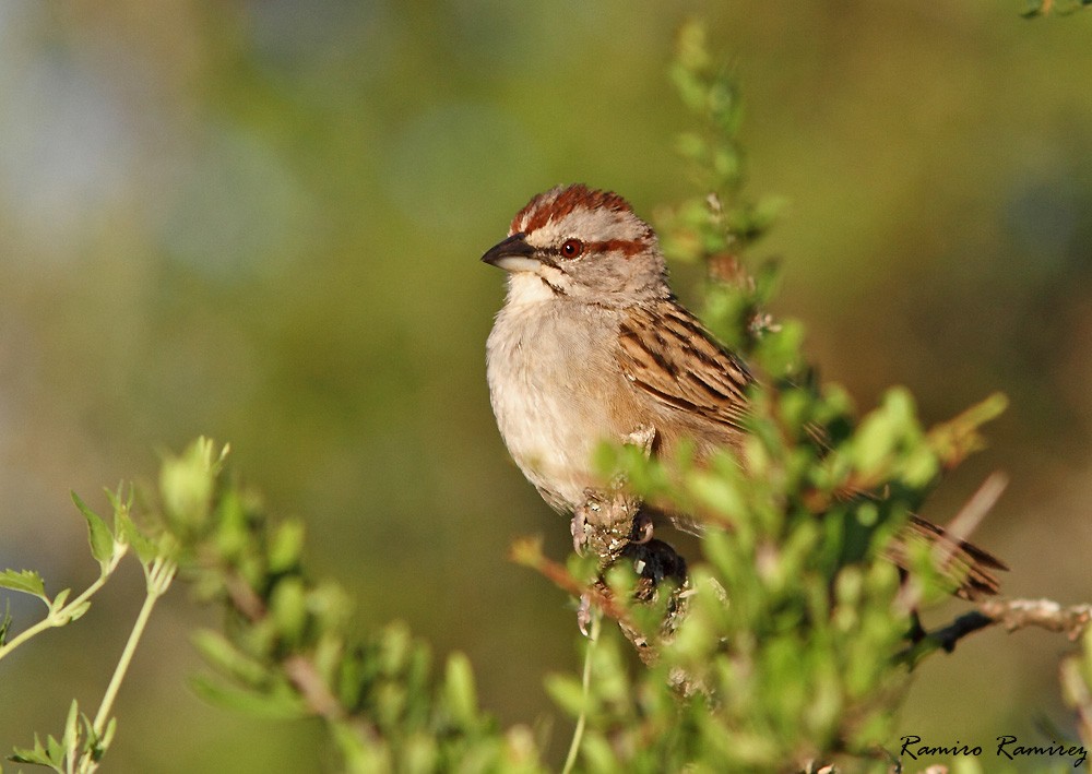 Chaco Sparrow - ML46428791