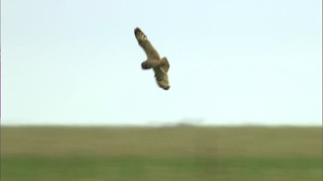 Short-eared Owl (Northern) - ML464288