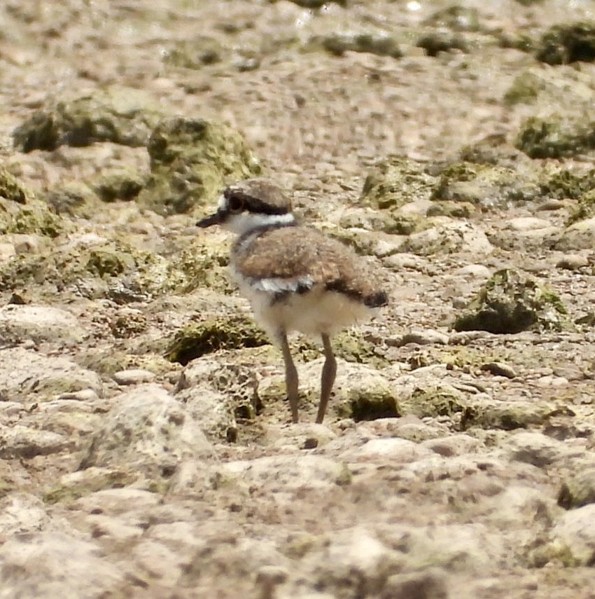 Killdeer - ML464288401