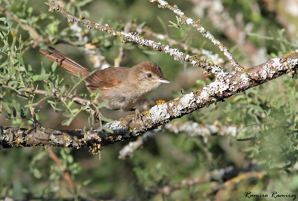 Pale-breasted Spinetail - ML46428841