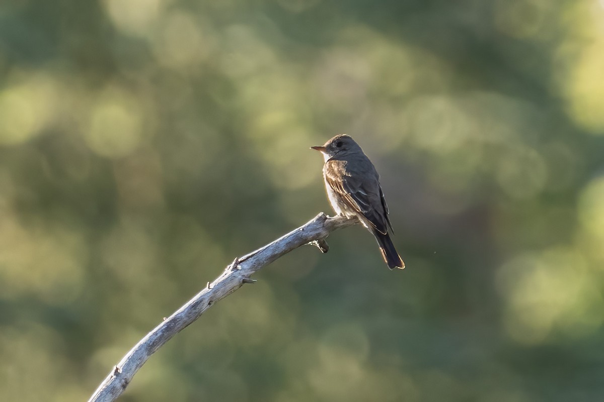 Western Wood-Pewee - Carole Rose