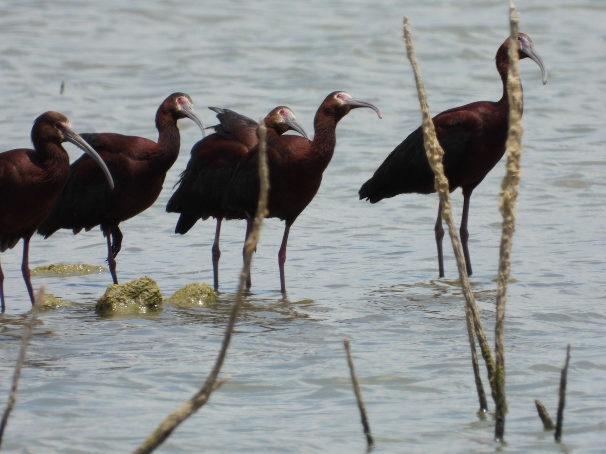 White-faced Ibis - ML464288531