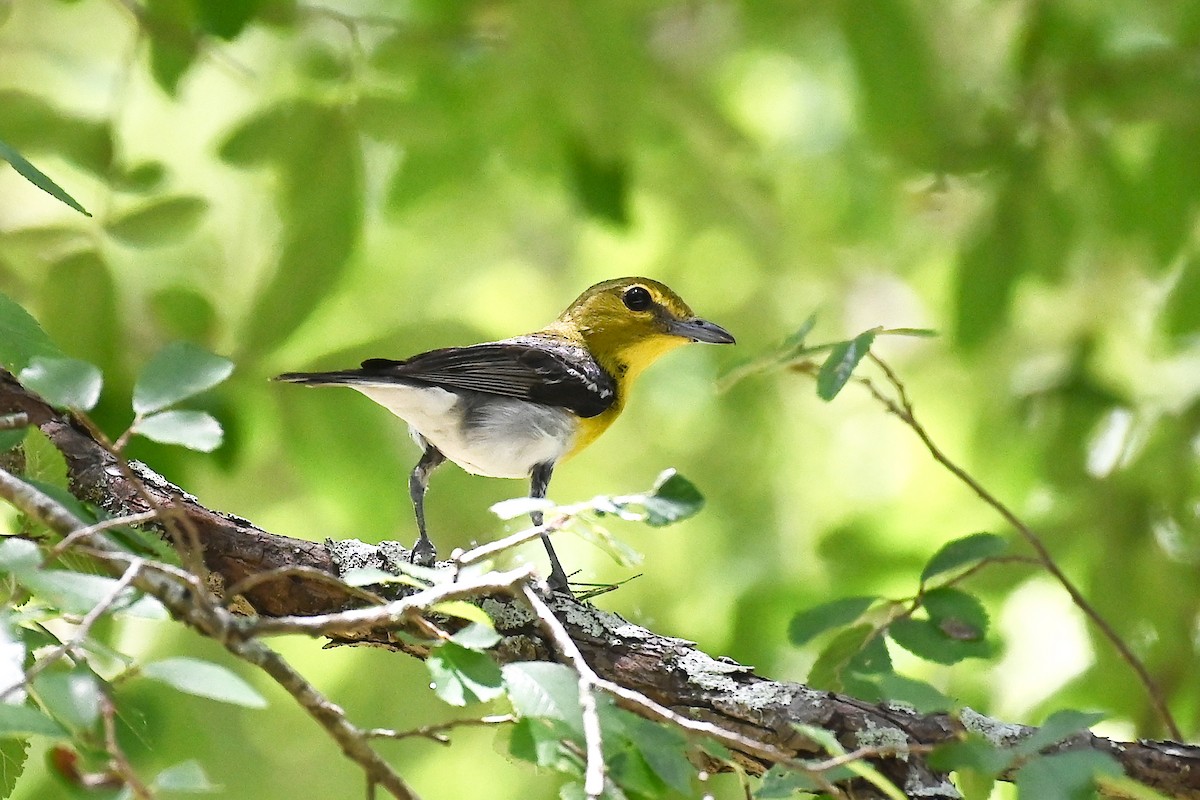 Yellow-throated Vireo - Michael Orgill