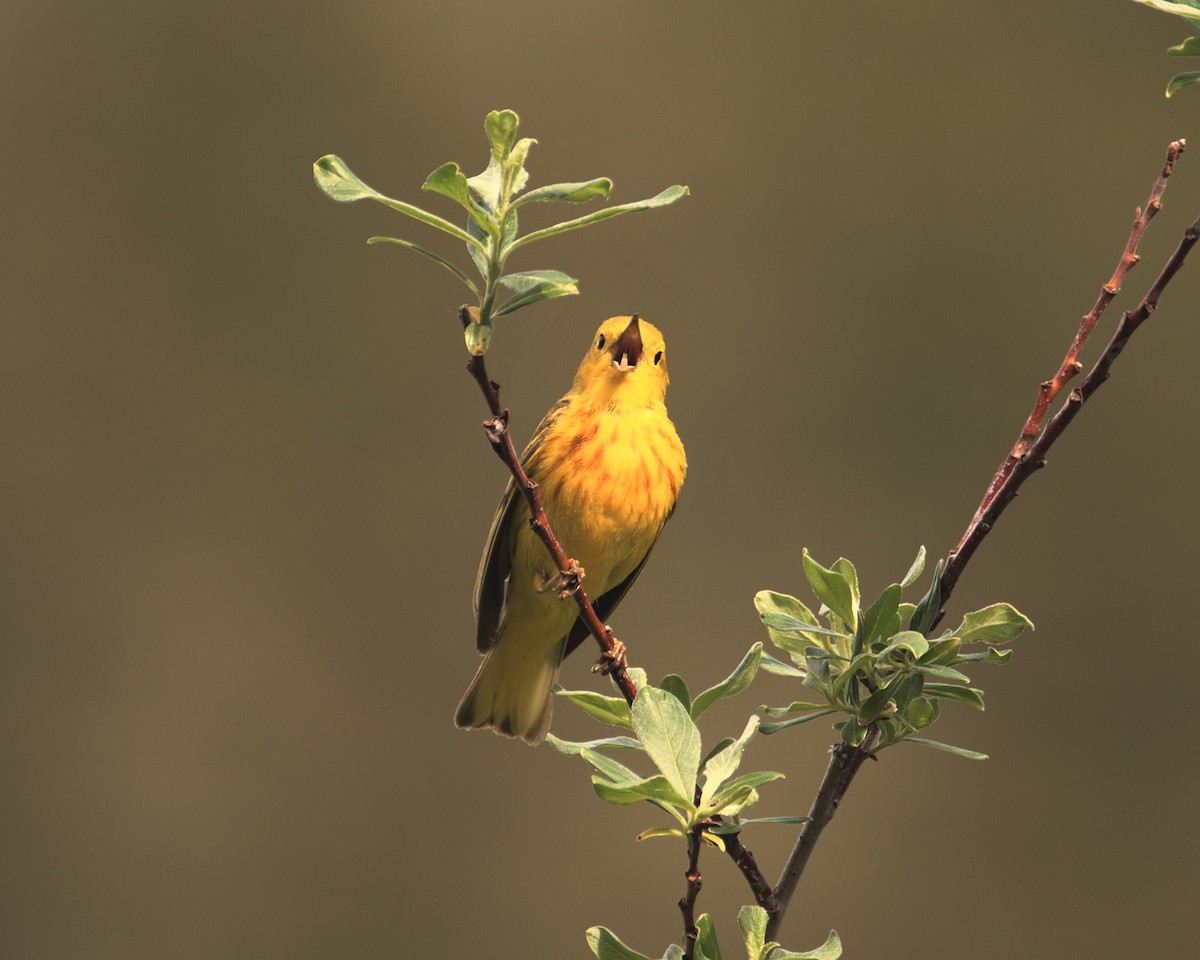 Yellow Warbler - ML464291431