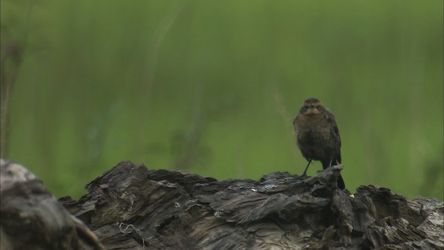 Трупіалець північний - ML464293