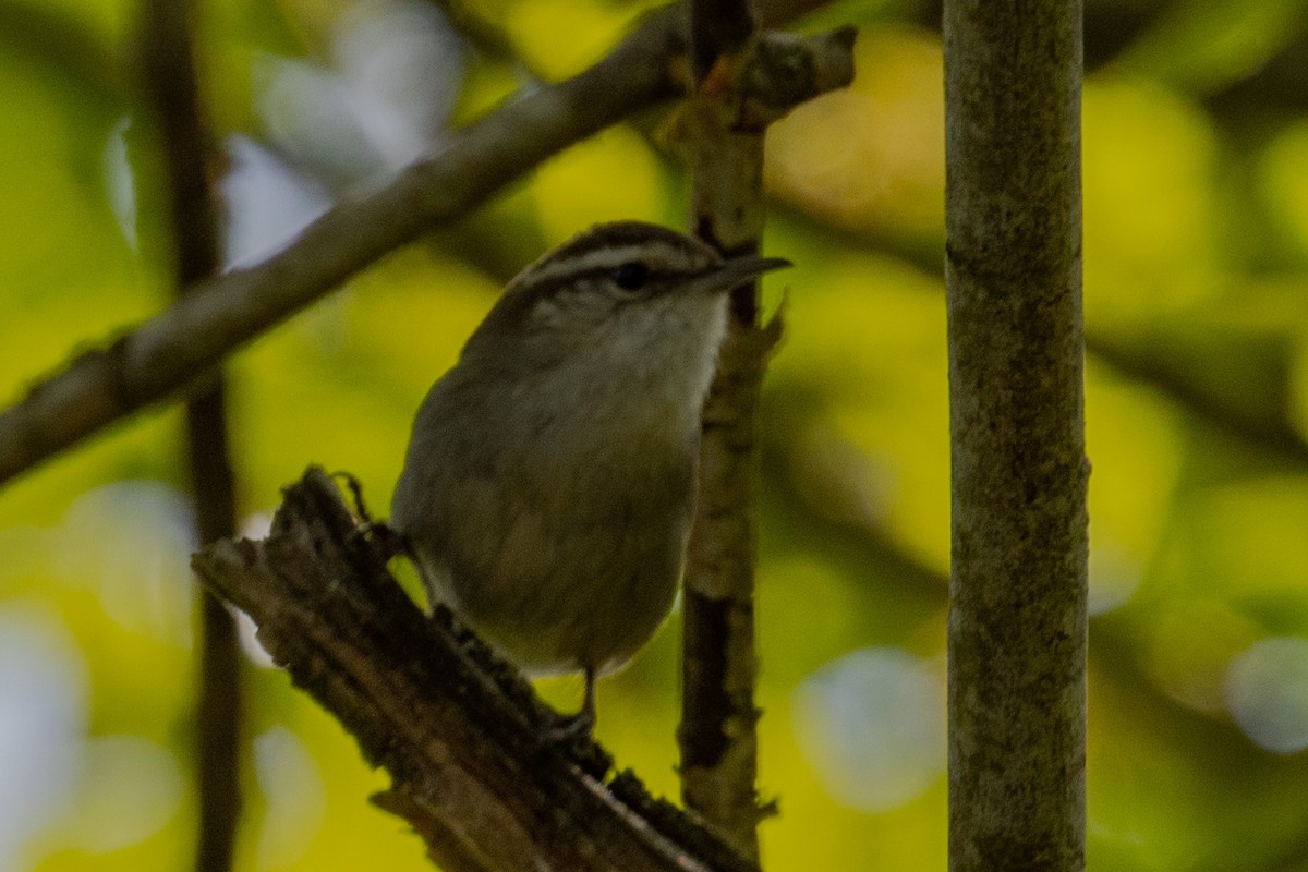 Bewick's Wren - ML464293631