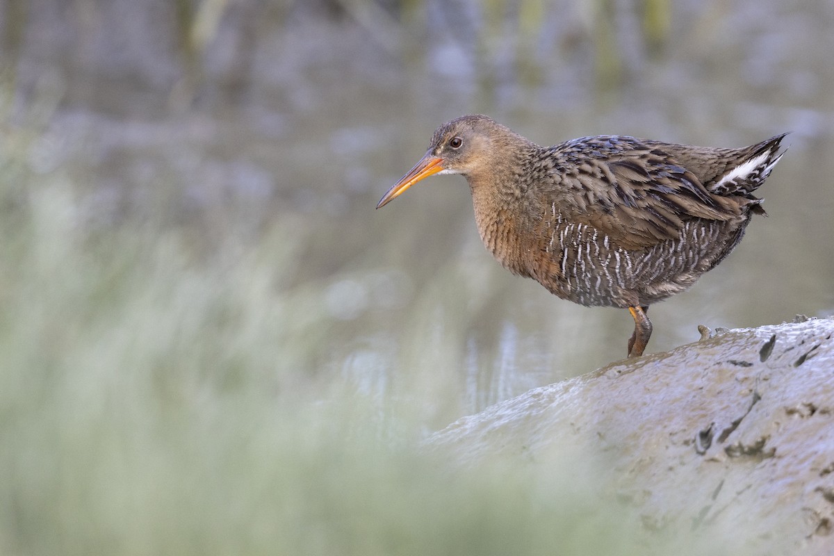 Ridgway's Rail (San Francisco Bay) - Michael Stubblefield