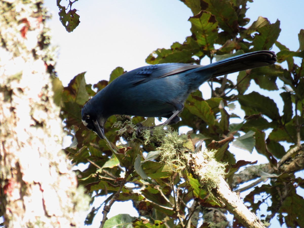 Steller's Jay (Middle American) - ML46429471