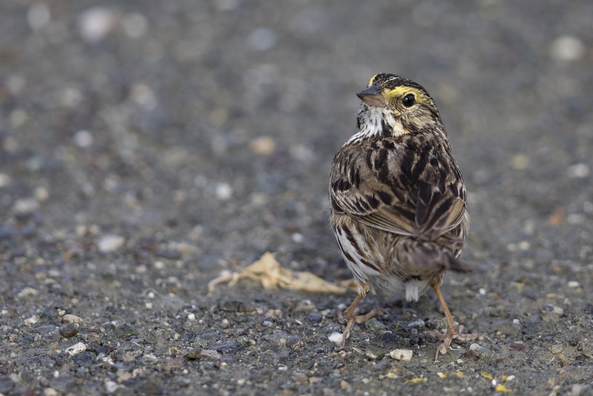 Savannah Sparrow (Savannah) - Michael Stubblefield