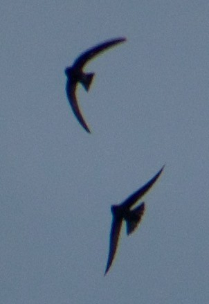 large swift sp. - ML464296861