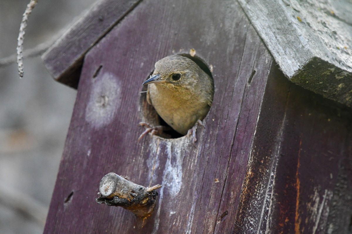 House Wren (Northern) - ML464299191