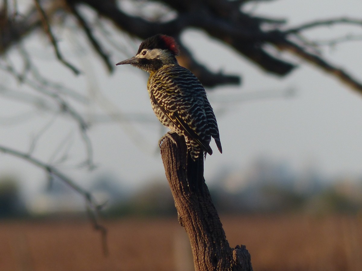 Green-barred Woodpecker - ML464299761