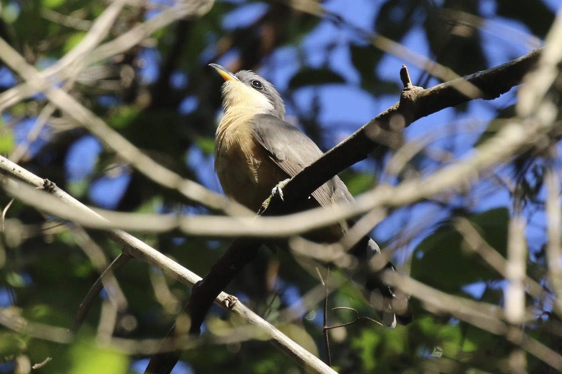 Mangrove Cuckoo - ML46430031