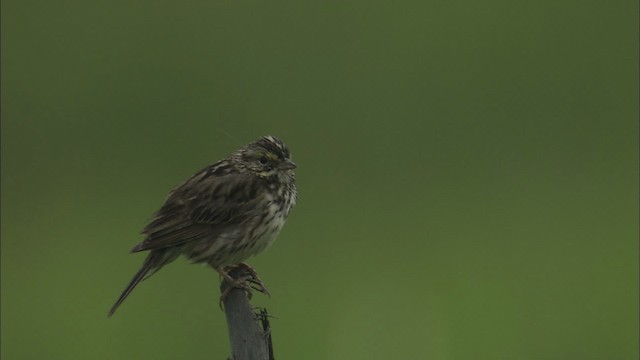 Savannah Sparrow - ML464301