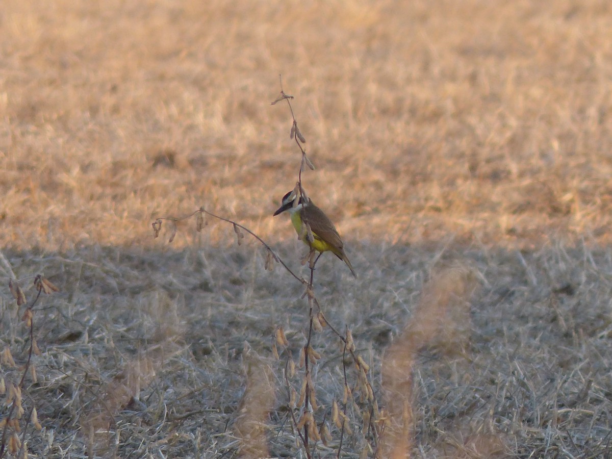 Great Kiskadee - ML464301681