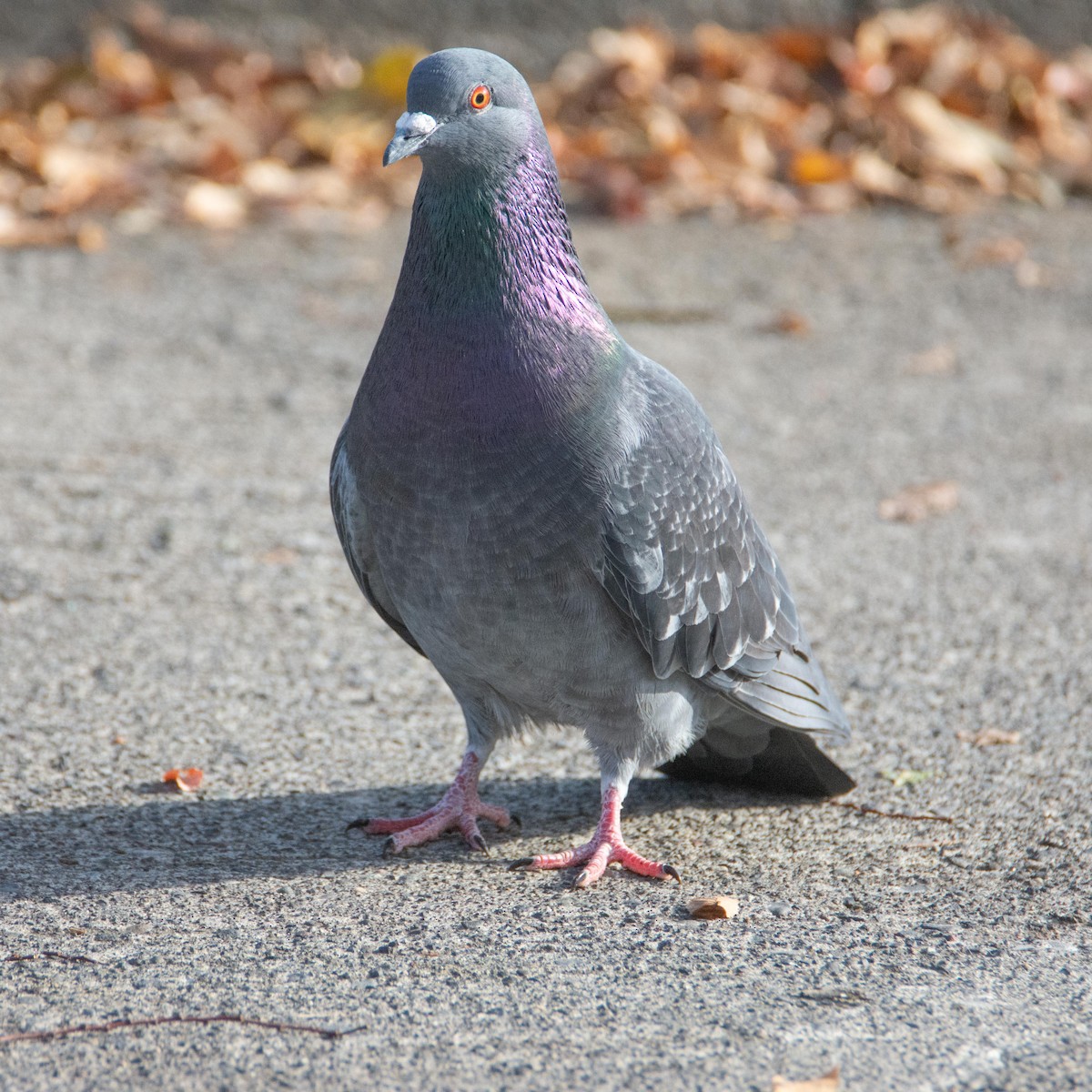 Rock Pigeon (Feral Pigeon) - ML464301841