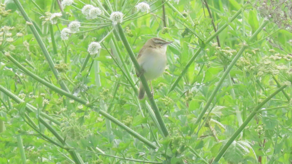 Sedge Warbler - ML464301961