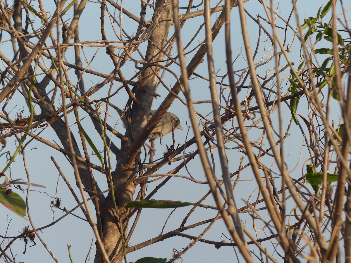 Grassland Sparrow - ML464301971