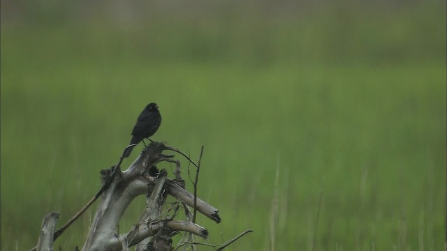 Rusty Blackbird - ML464302