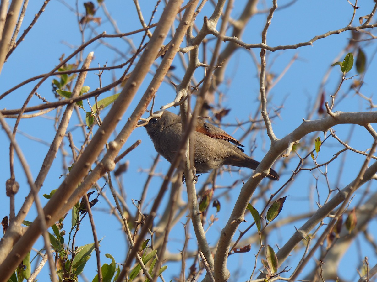 クリバネコウウチョウ - ML464302121