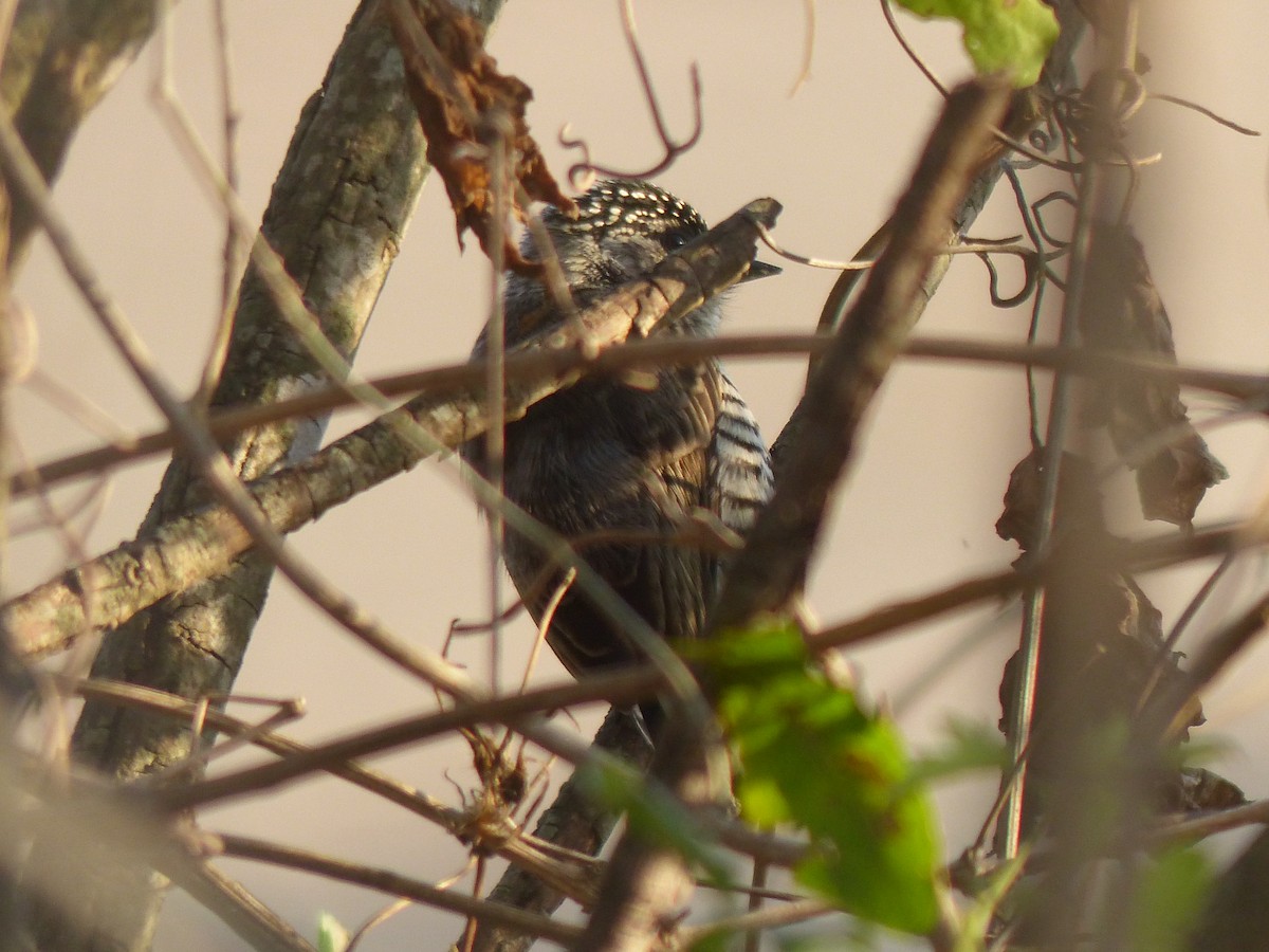 White-barred Piculet - ML464302551