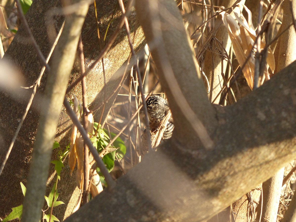 White-barred Piculet - ML464302951