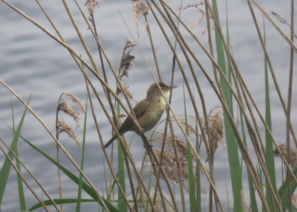 Common Reed Warbler - ML464303071