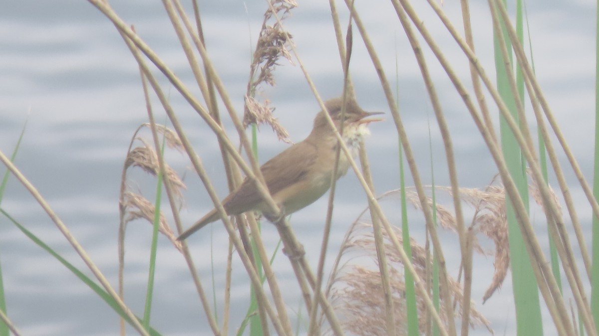 Common Reed Warbler - ML464303131