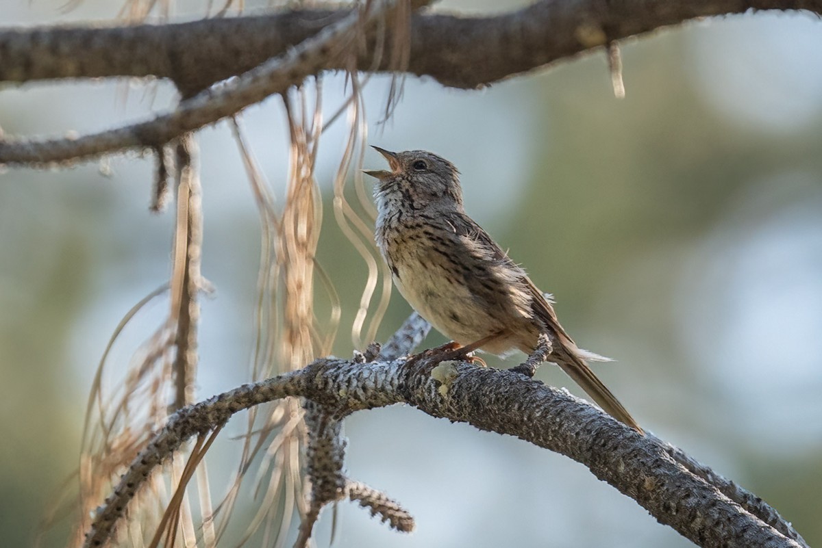 Lincoln's Sparrow - ML464304491