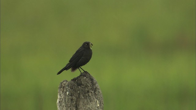 Rusty Blackbird - ML464305