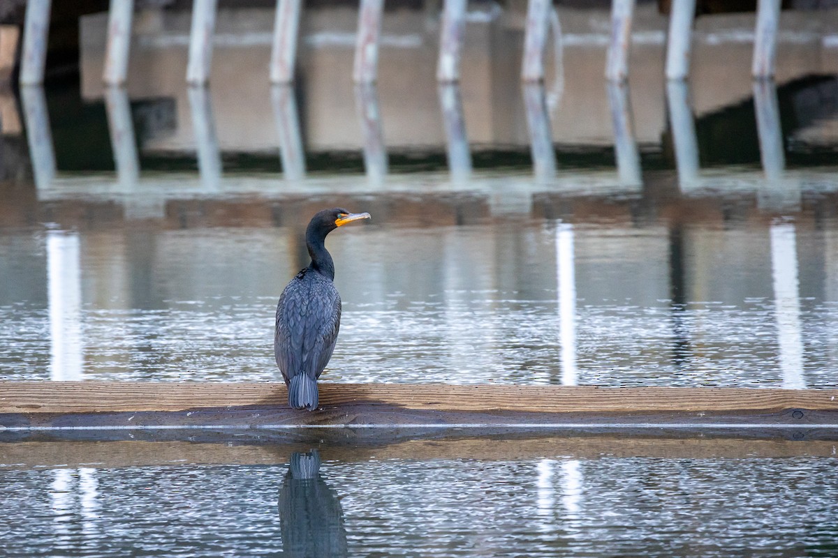 Double-crested Cormorant - ML464305001