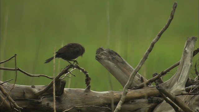 Rusty Blackbird - ML464306