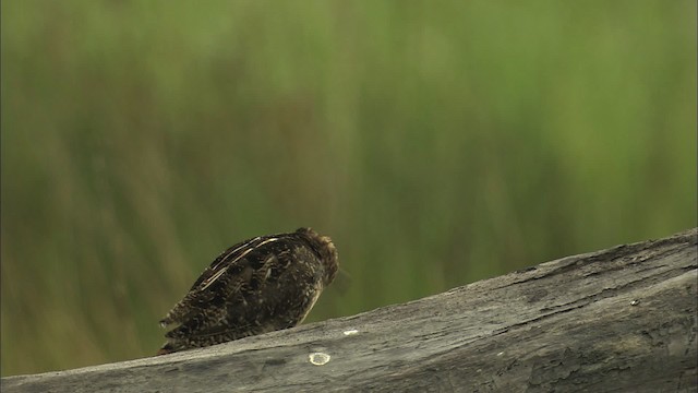 Wilson's Snipe - ML464308