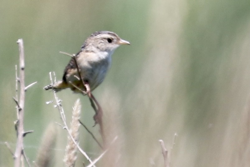 Sedge Wren - ML464309401