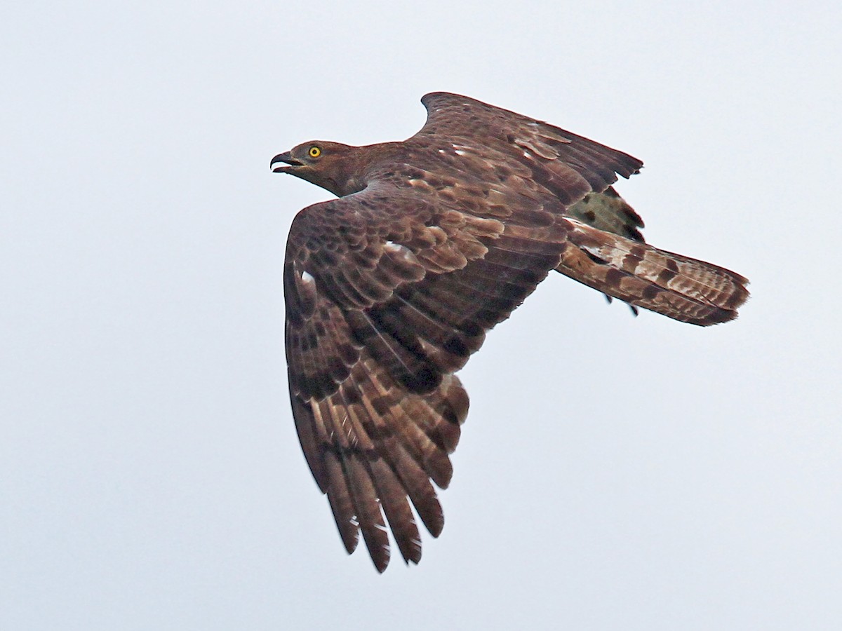 Adult intermediate morph