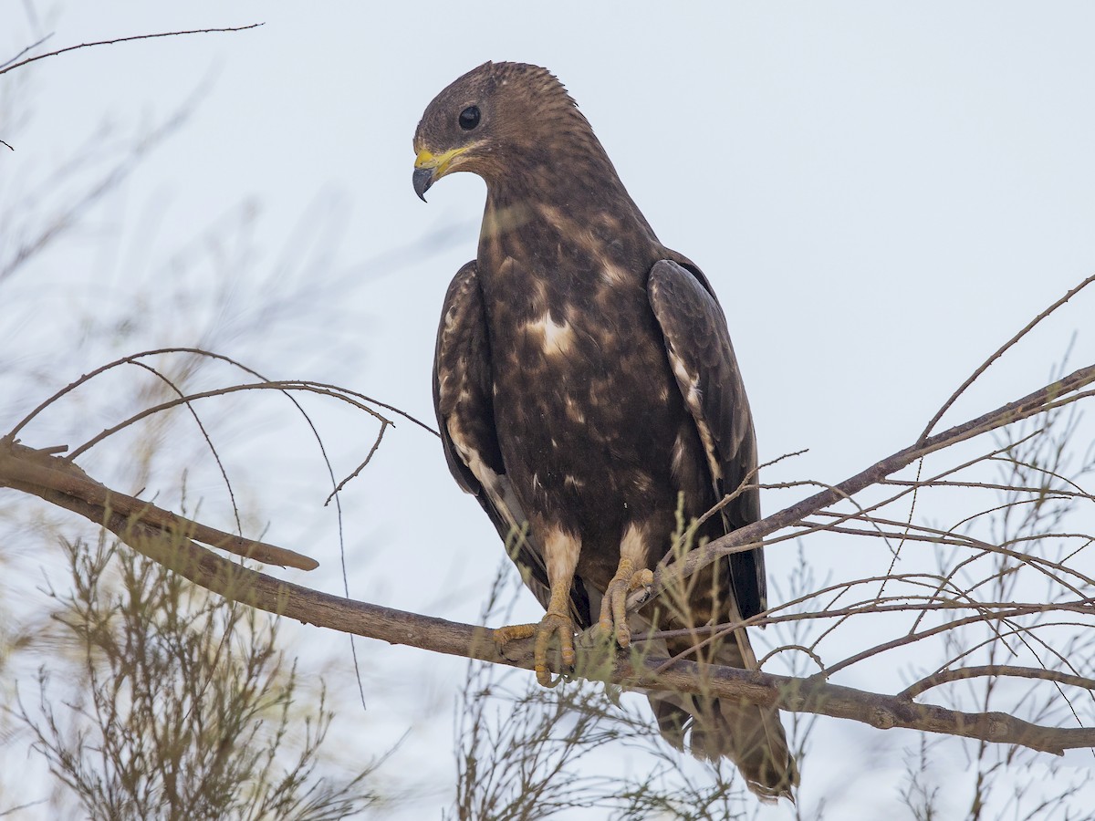 Juvenile dark morph