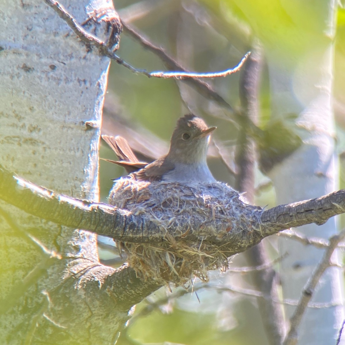 Western Wood-Pewee - David Hanna