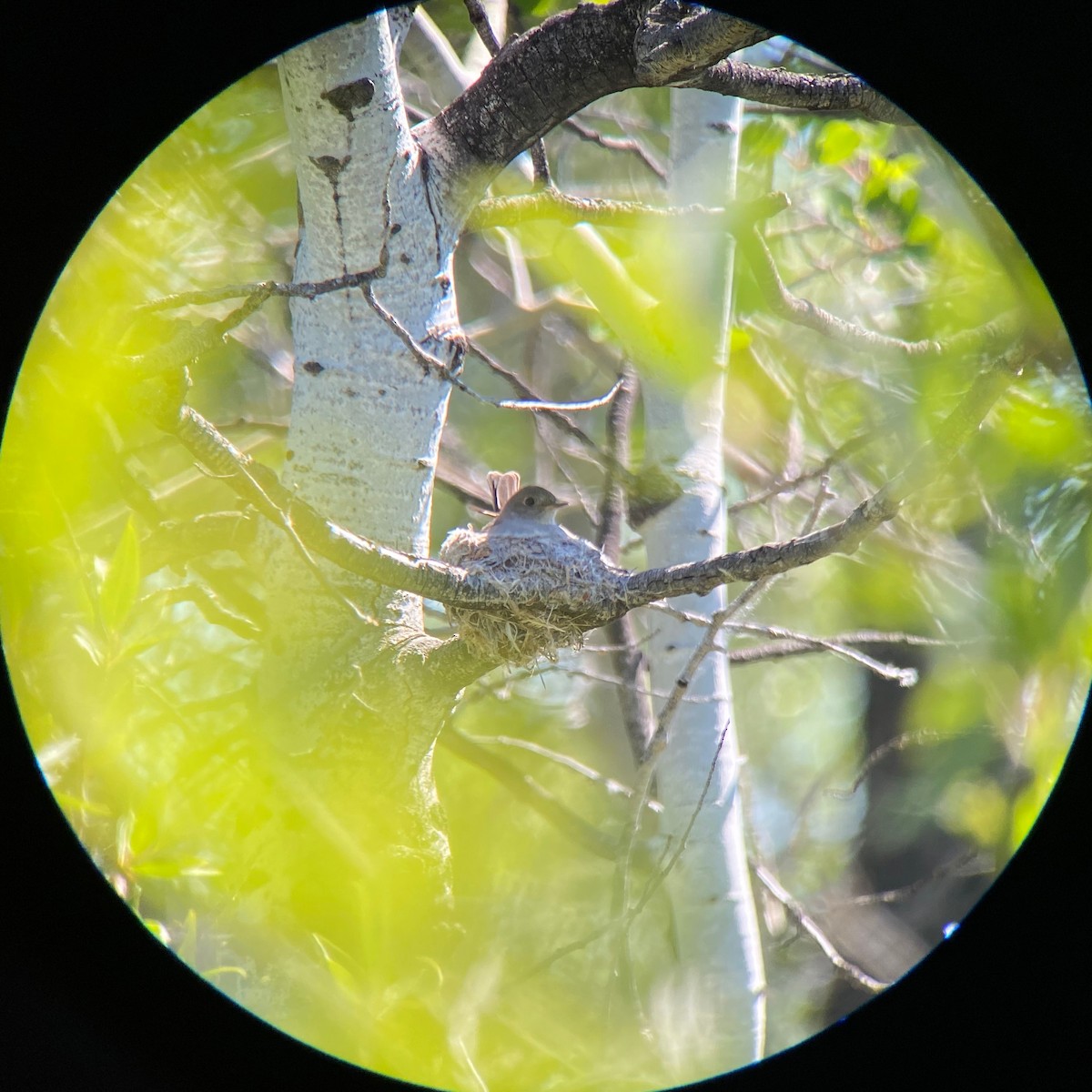 Western Wood-Pewee - David Hanna