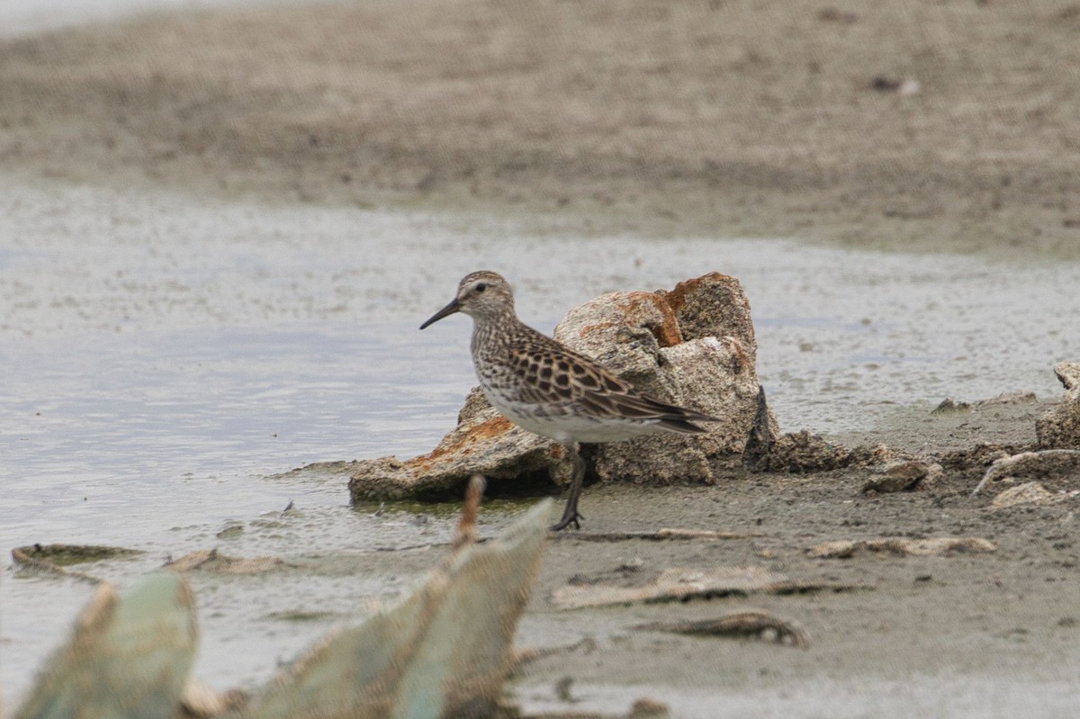 White-rumped Sandpiper - ML464312411