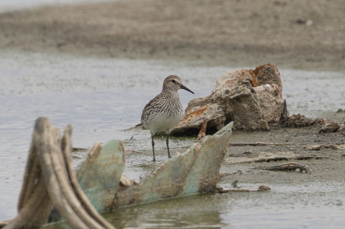 White-rumped Sandpiper - ML464312421