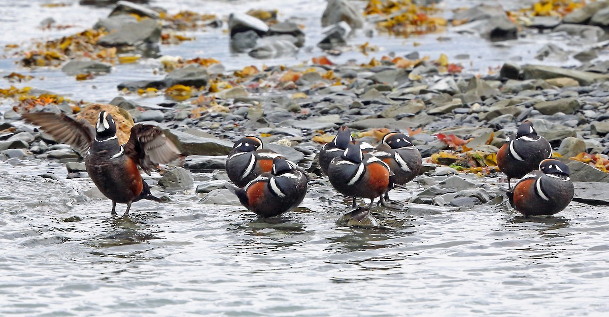 Harlequin Duck - Nigel Voaden