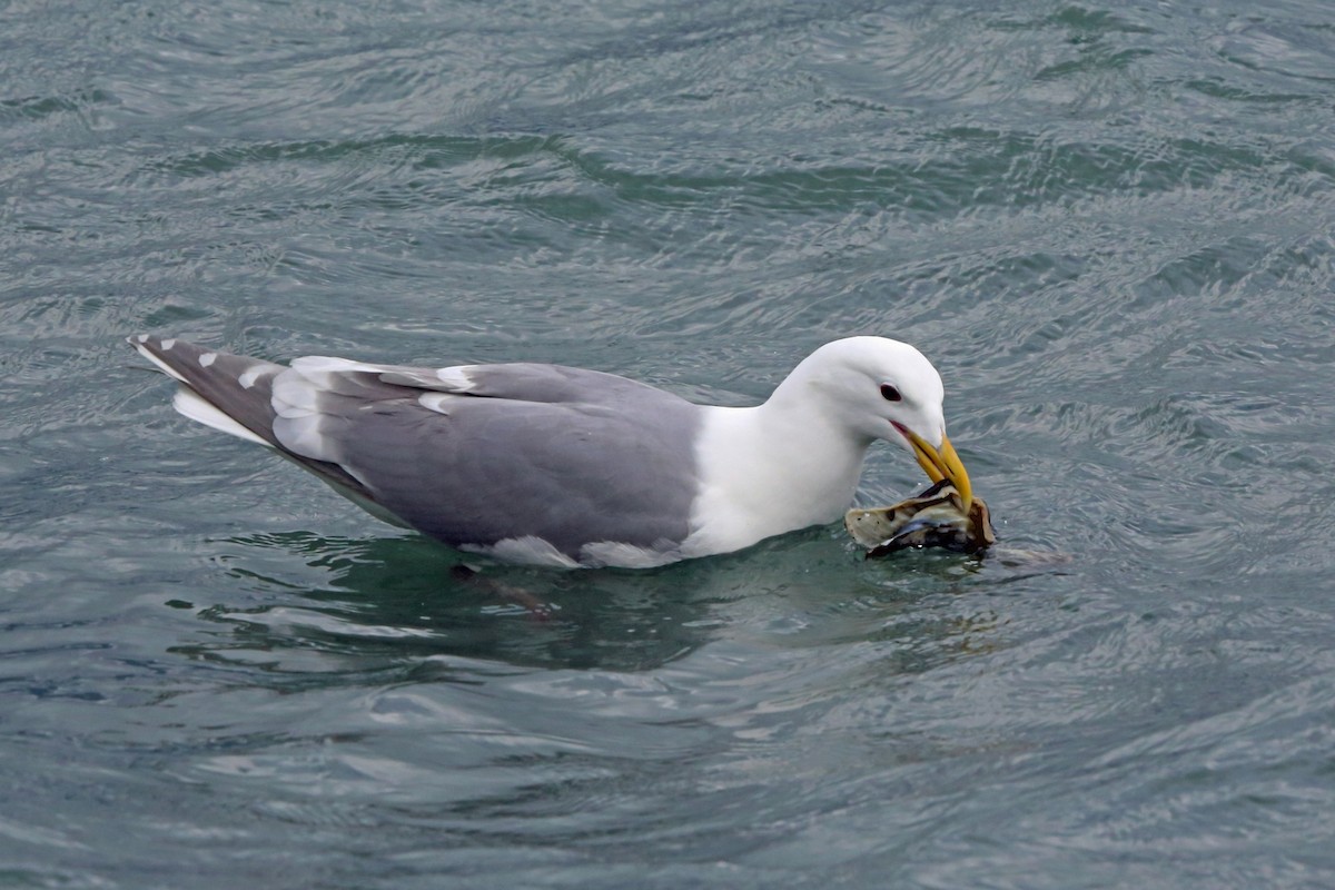 Glaucous-winged Gull - ML46431271