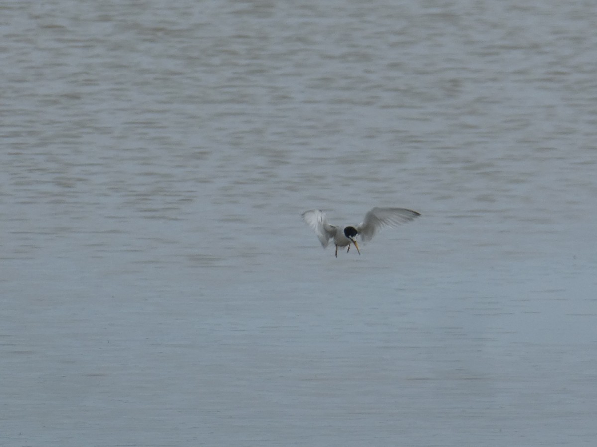 Little Tern - ML464313381