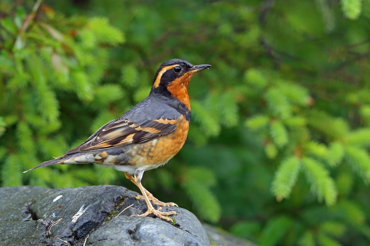 Varied Thrush - Nigel Voaden