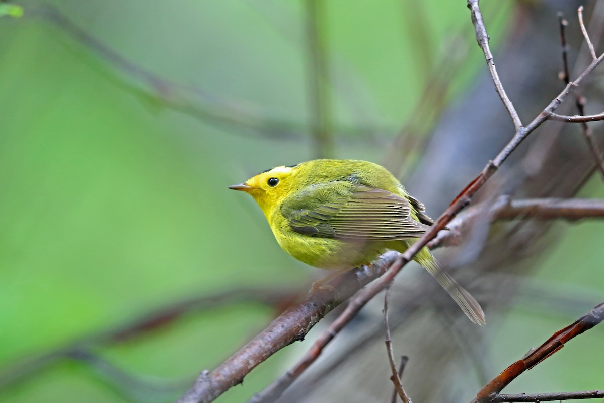 Wilson's Warbler - ML46431381