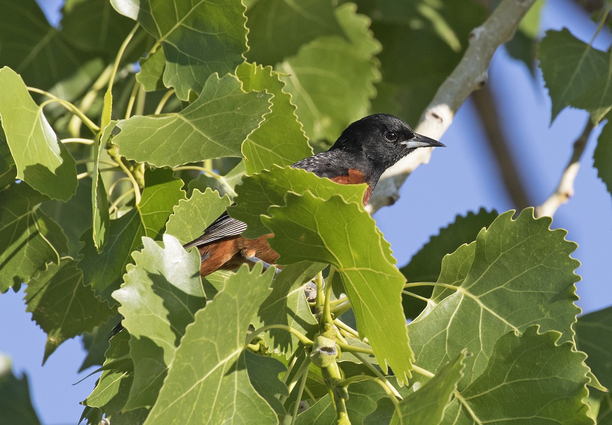 Orchard Oriole - ML464313811